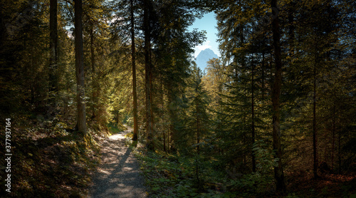 Beautiful forest path in sunny weather with the Zugspitze in the background 