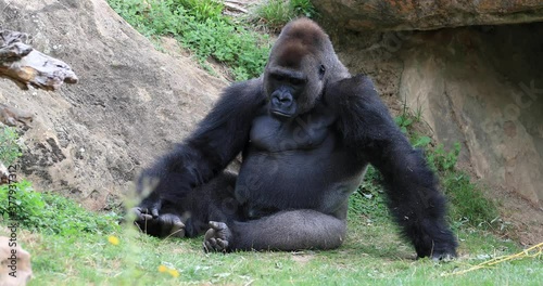 Silverback gorilla sits in the meadow