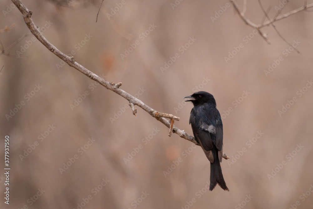Fototapeta premium A Forktailed drongo perched on a branch against brown winter foliage.