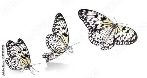 Photography Collage with rice paper butterfly flying up on white background