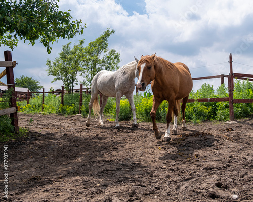 horses on the farm