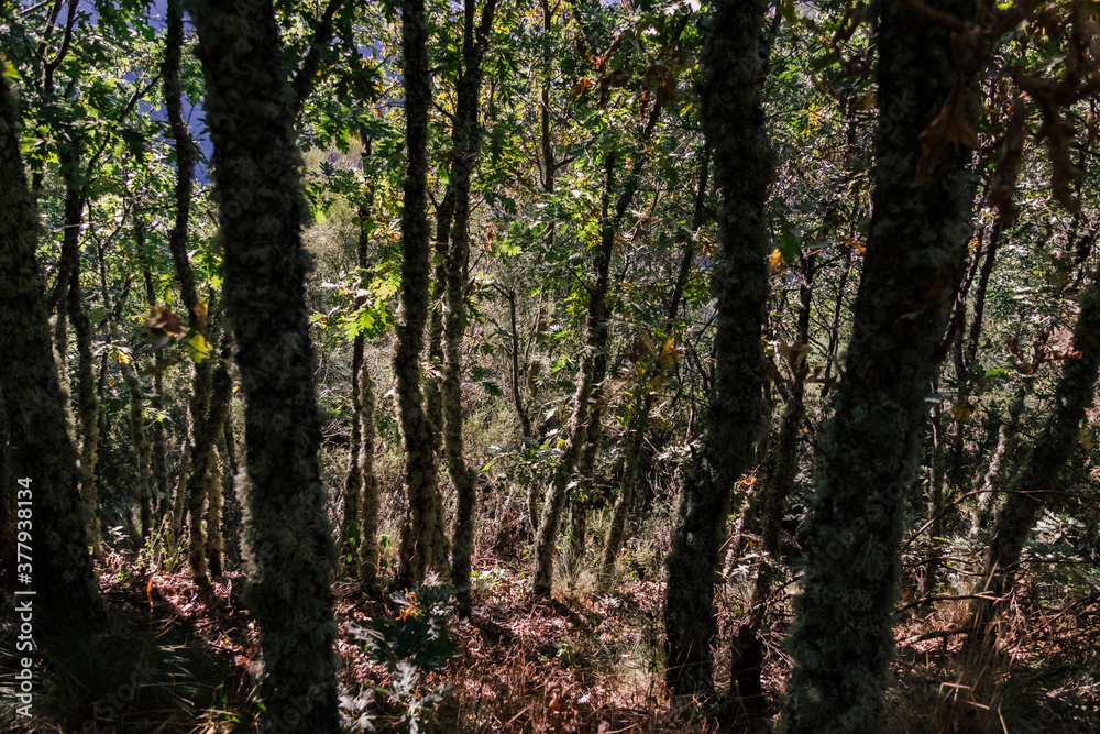 A lot of trees in the middle of the forest - El Bierzo, Spain A lot of trees in the middle of the forest - El Bierzo, Spain