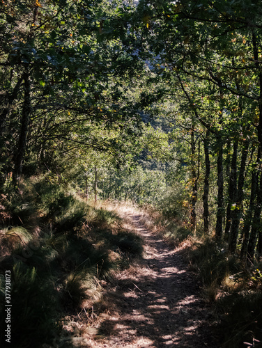 Sunny path in the middle of the forest - El Bierzo, Spain photo
