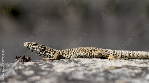 Lézard des murailles.
