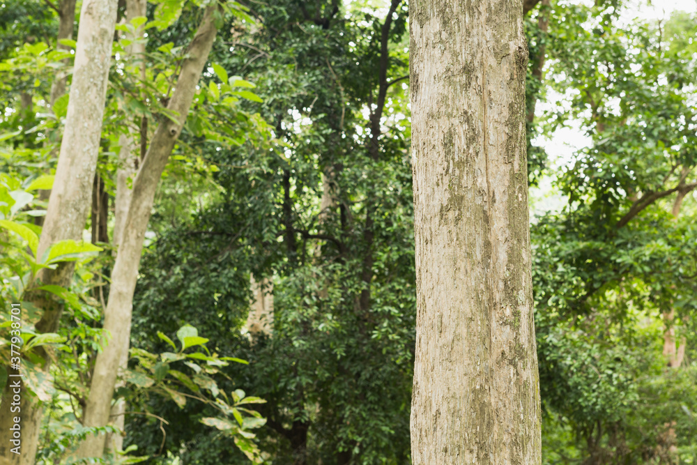 Teak tree in the forest Teak tree in the forest