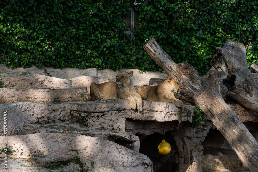 Two female lionesses laying peacefully at the Barcelona Zoo Two female lionesses laying peacefully at the Barcelona Zoo