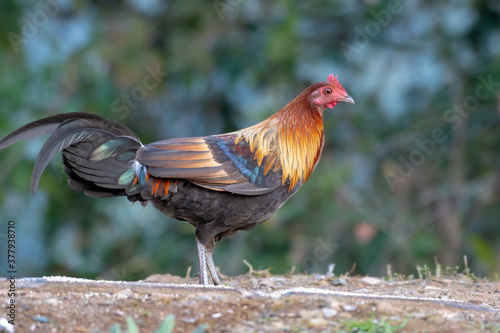 фотографія Red Jungle Fowl photographed in Sattal, India