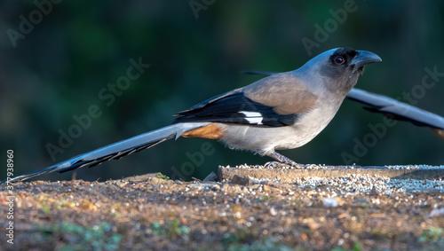 Photography Grey Treepie photographed in Sattal, India