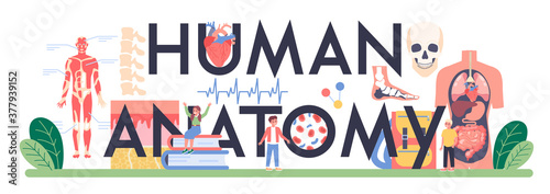 Human anatomy typographic header. Internal human organ