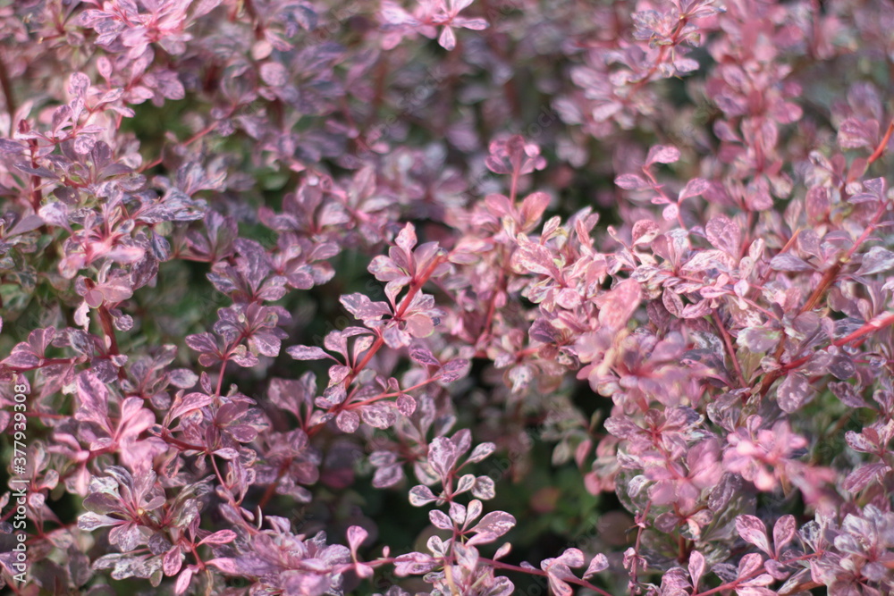pink and white flowers pink and white flowers