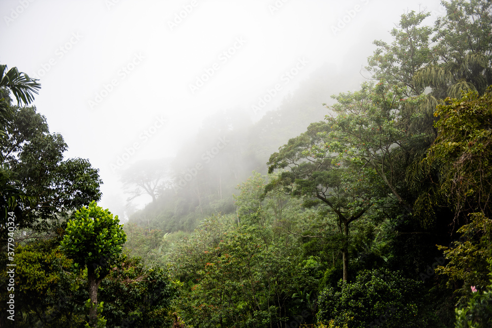 Fotografie Mountain valley in the fog on the island of Sri Lanka