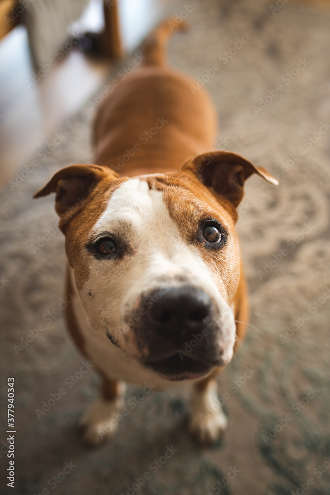 Senior dog, amstaff terrier stending and loocking up, towards camera