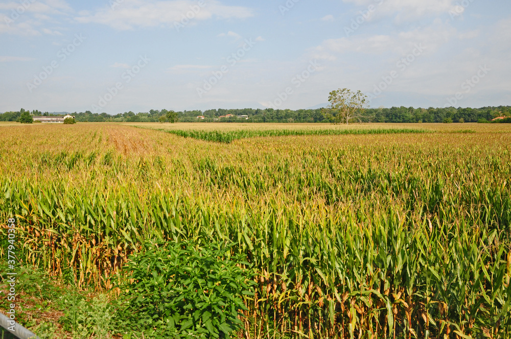 Campi di mais nella pianura di Santhià