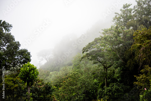 Fototapeta Naklejka Na Ścianę i Meble -  Mountain valley in the fog on the island of Sri Lanka