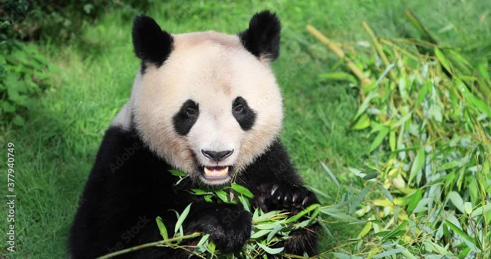 Panda eats bamboo in the forest