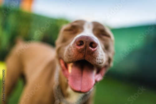 Closeup of Amstaff dog brown nose outdoors background