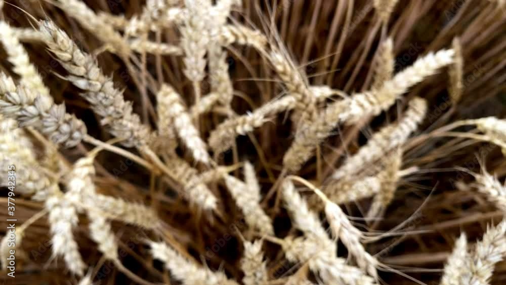Dreamy sequence of harvested wheat barley product closeup Dreamy sequence of harvested wheat barley product closeup