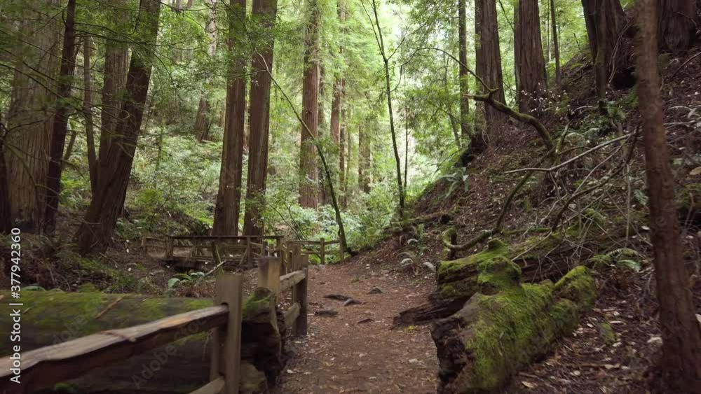 Walking through Wooded Trail Over Bridge in Scenic Forest, POV Handheld