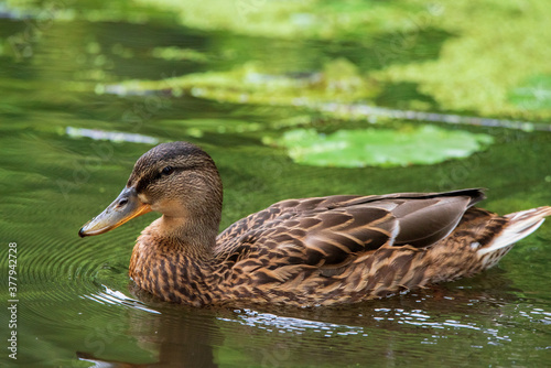 Wild ducks swim in the pond in the evening.