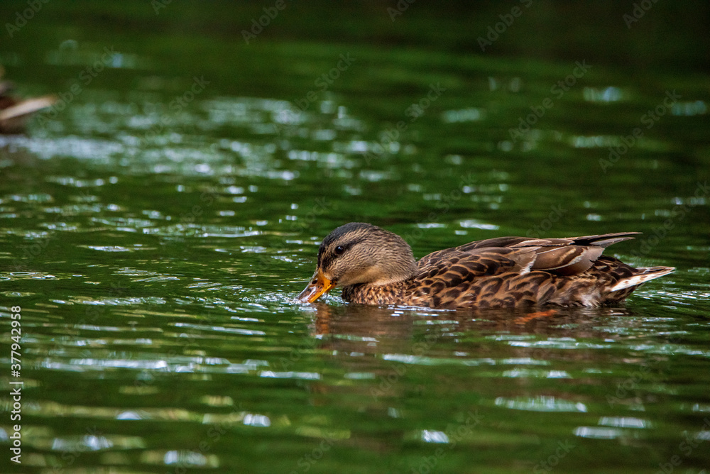 Wild ducks swim in the pond in the evening.