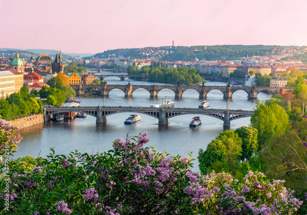Blooming lilac in Letenske garden with Prague evening cityscape and bridges over Vltava river at background, Czech Republic