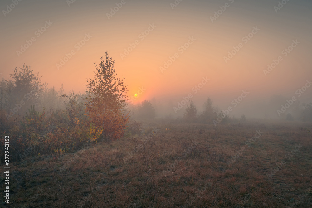 Fototapeta premium Beautiful autumn misty sunrise landscape. Foggy morning at scenic foggy copse with rising sun.