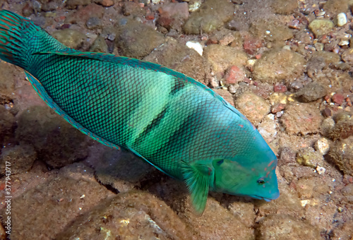 Принти на полотні Clown coris belongs to the family Labridae, it scientific name is Coris aygula