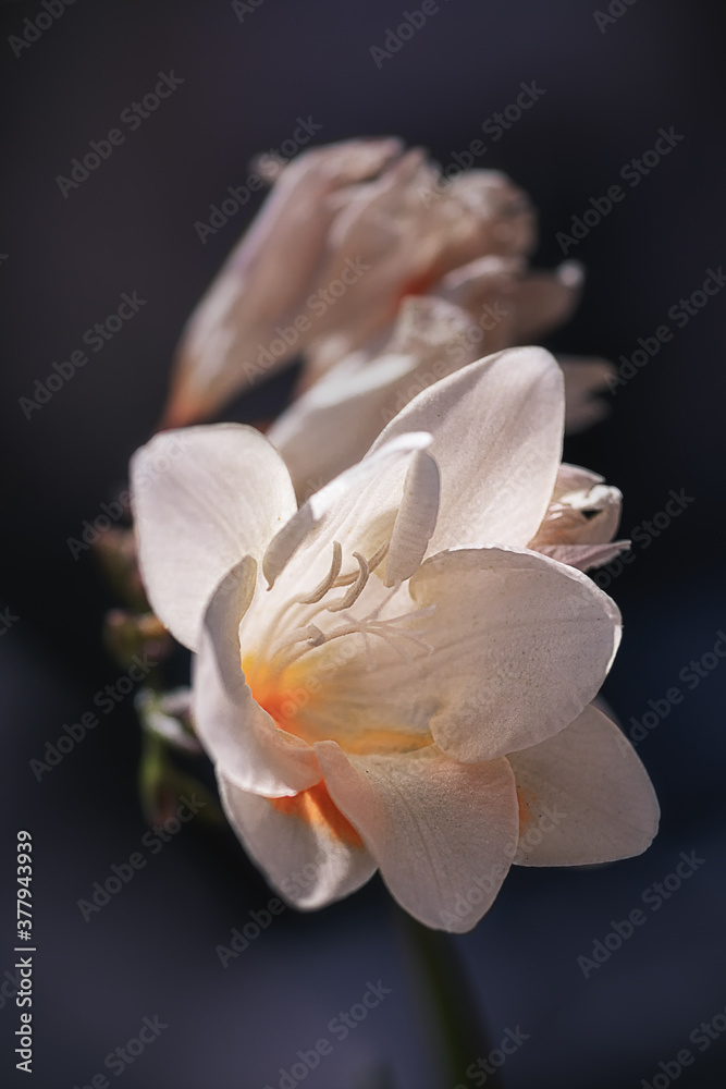 Obraz premium Warm White Flowers