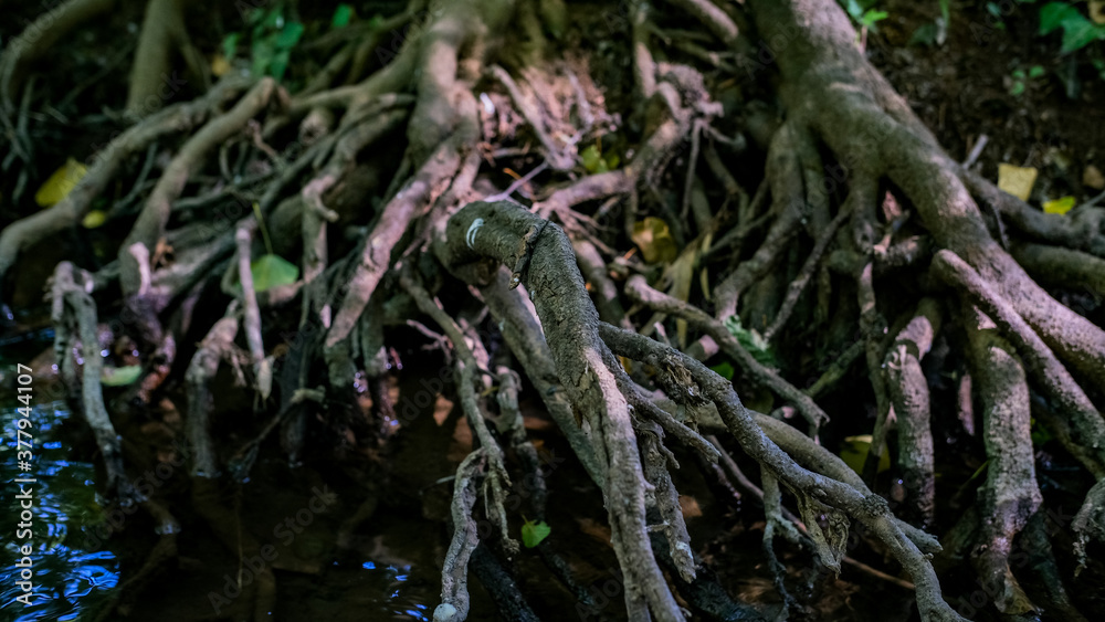The roots of an ancient tree in the middle of the forest
