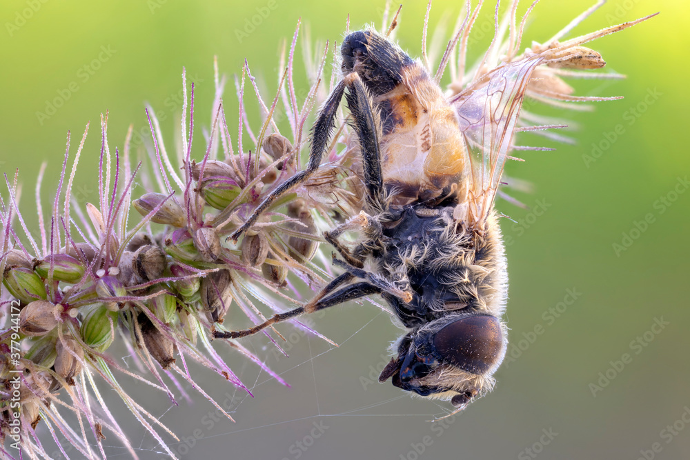 close up of a trapped drone fly on a wild plant fox tail close up of a trapped drone fly on a wild plant fox tail