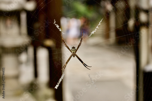 Spider on A Web