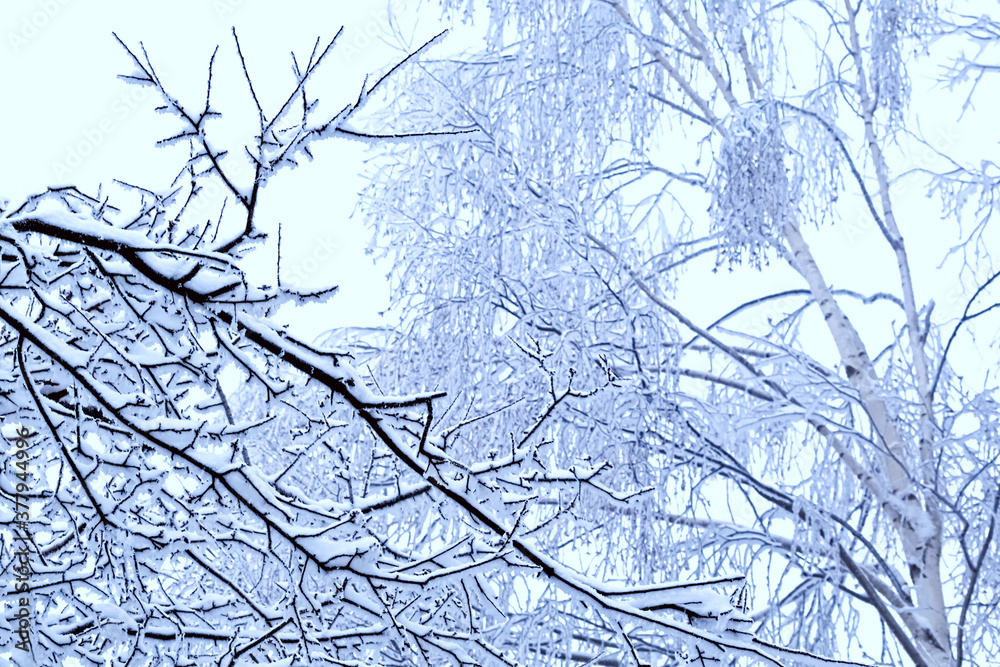 Obraz premium Branches of bush and birch tree covered with snow at cold winter day in the mountain