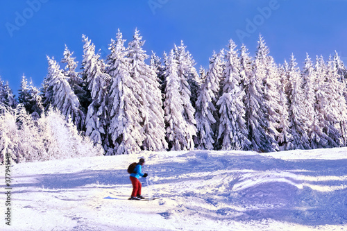 Snowy pine trees and skier on a sunny winter day, Vitosha mountain, Bulgaria