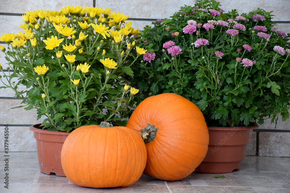 Yellow and purple chrysanthemums flowers in pots with orange pumpkins on wall of old bricks background. Autumn harvest, Thanksgiving Day or Halloween concept.