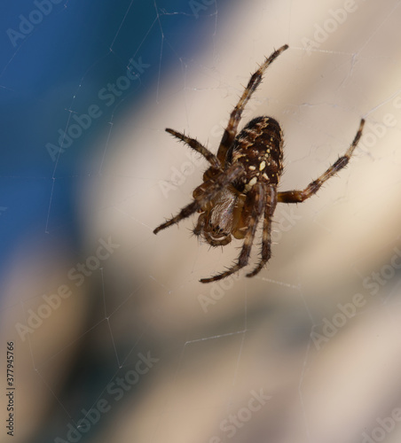 Garden spider close up in macro