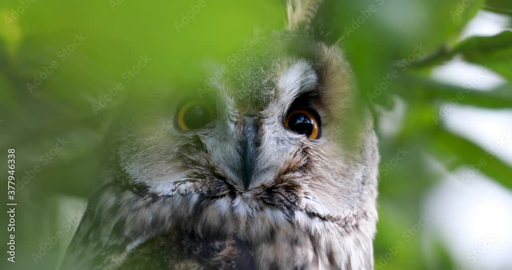 long-eared owl, Asio otus, close up detail of head and ear feathers within dense tree foliage during a sunny day.