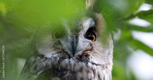 long-eared owl, Asio otus, close up detail of head and ear feathers within dense tree foliage during a sunny day.