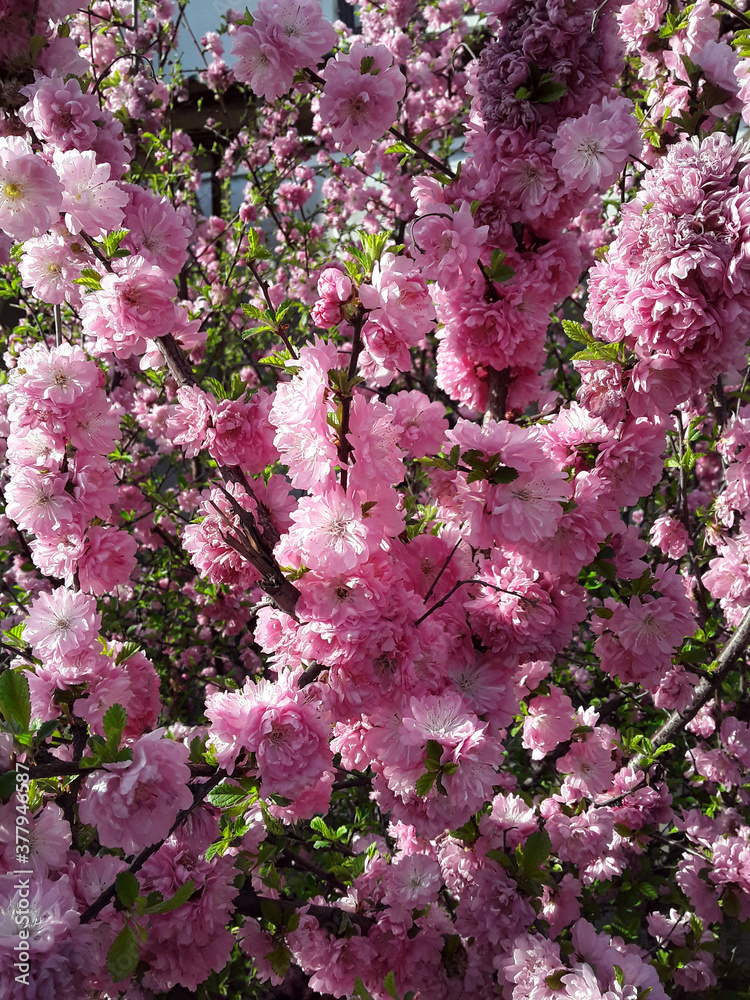 pink cherry blossoms pink cherry blossoms