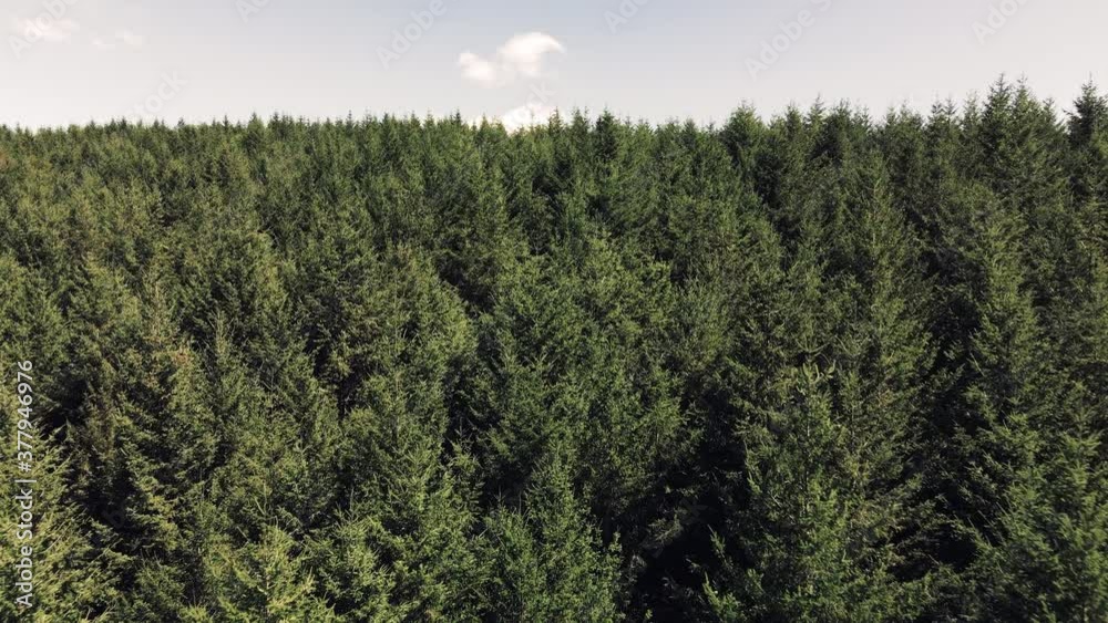 Flying low over tree tops in the mountains_Graded
