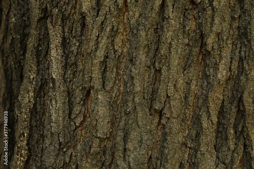 Bark of tree on whole background, close up