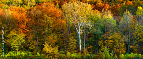 Farbenfroher Herbstwald im Helenental