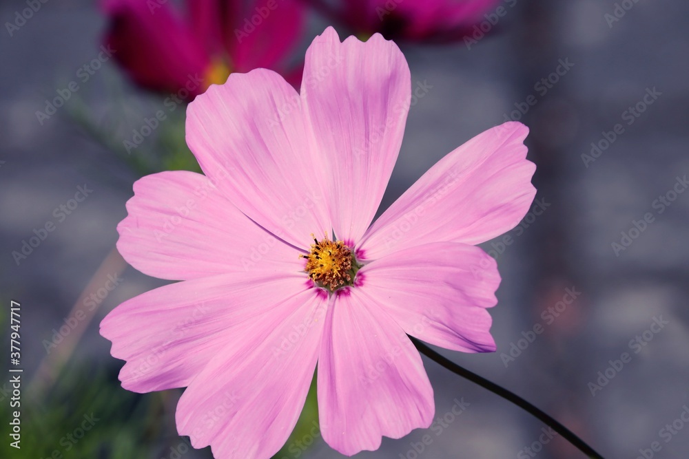 Obraz premium Blüte der Cosmea in rosa