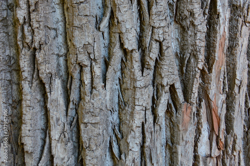 Texture Tree
