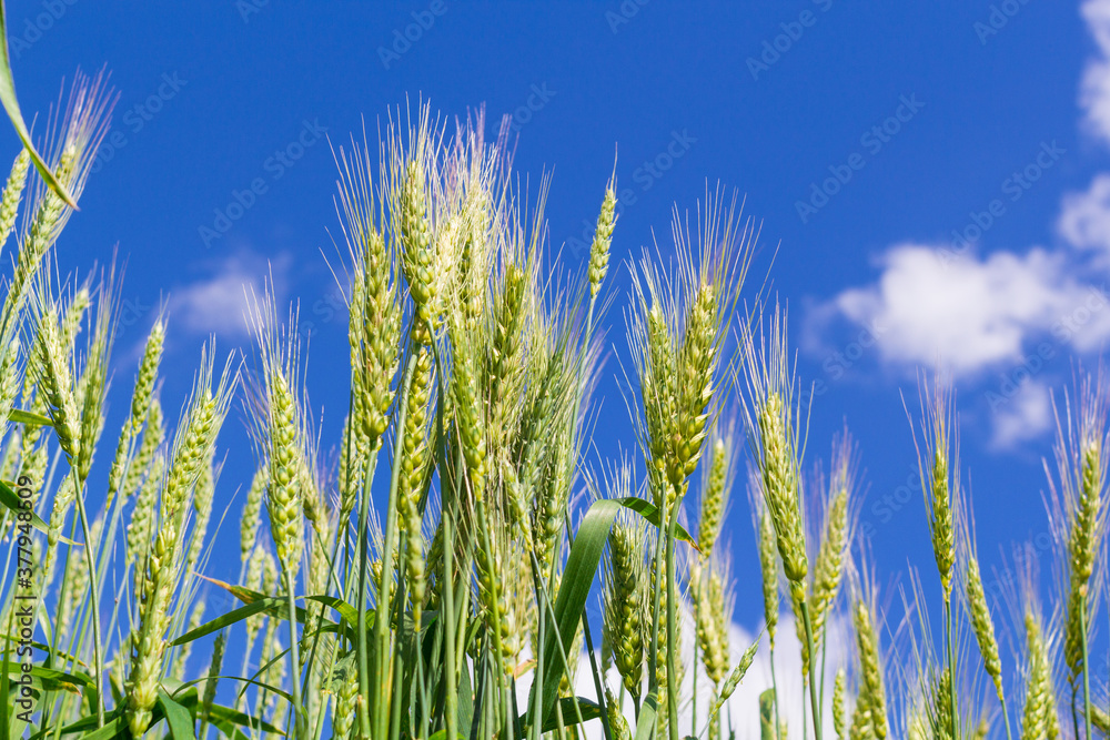 Wheat fresh of green color field with blue sky and white clouds from the perspective. Wheat fresh of green color field with blue sky and white clouds from the perspective.