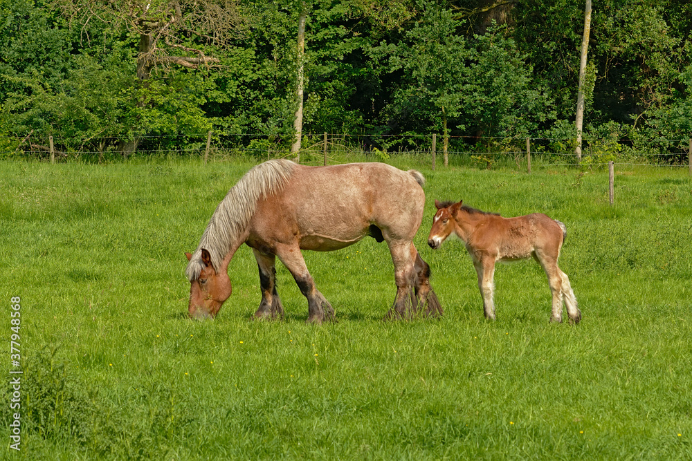 Brown mare and foal in a sunny green meadow with trees in the flemish countryside - Equus ferus caballus Brown mare and foal in a sunny green meadow with trees in the flemish countryside - Equus ferus caballus