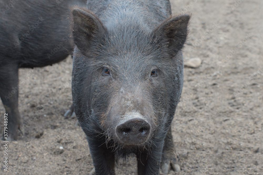 Young wild boar pig (sus scrofa). Front view. Young wild boar pig (sus scrofa). Front view.