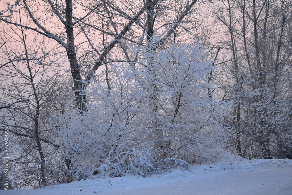 trees in snow trees in snow