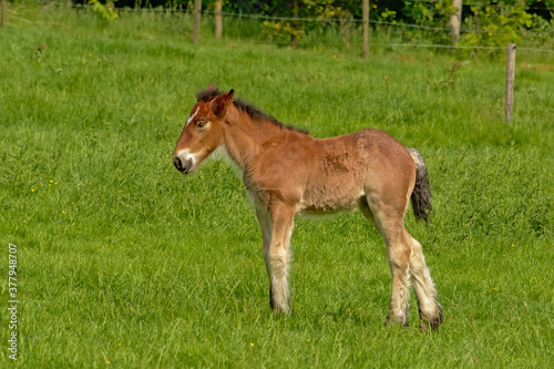 Brown foal in a green meadow in the Flemish countryside © Kristof Lauwers
