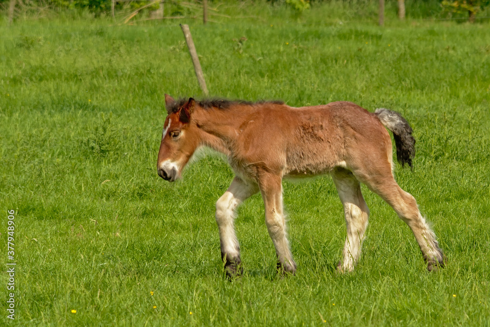 Brown foal in a green meadow in the Flemish countryside