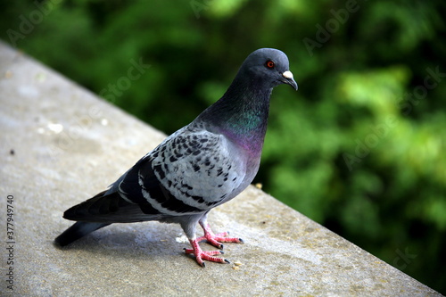 The posing pigeon on a wall in the green background